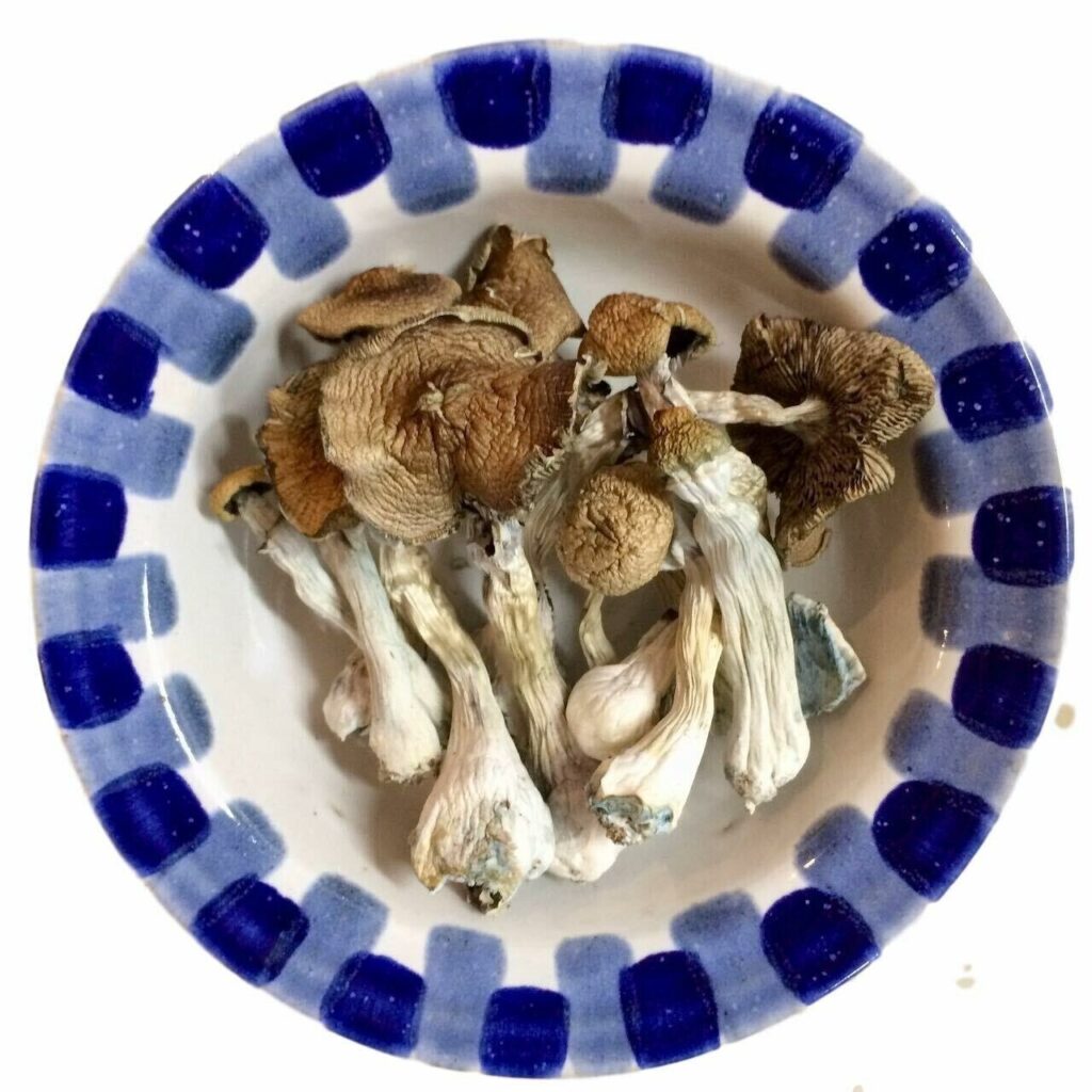 Exploring Psilocybin: A Tutorial to Cautiously Securing Organic Magic Mushrooms Online in South Burnaby