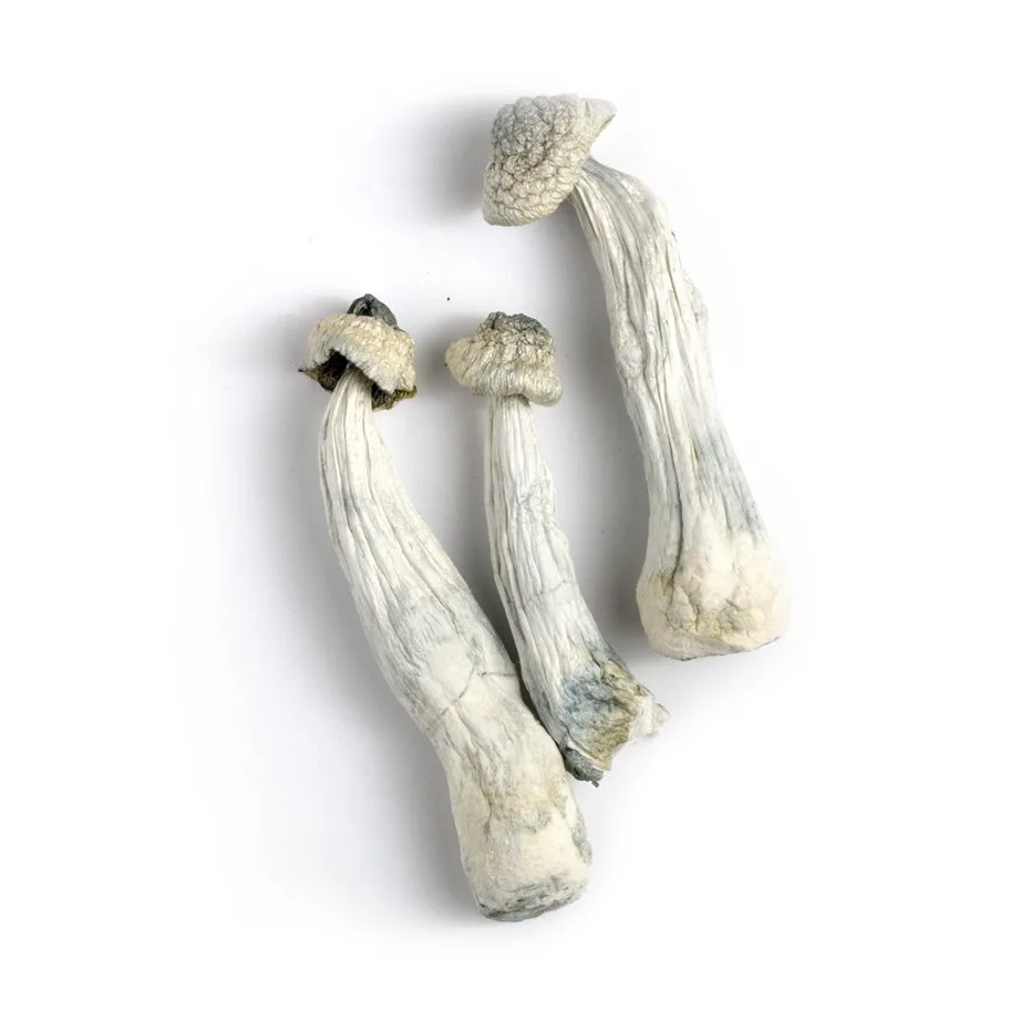 Discovering Psilocybin: A Guide to Securely Obtaining Organic Magic Mushrooms Online in Campbellton