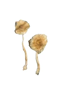 Exploring Psilocybin: A Primer to Securely Acquiring Organic Magic Mushrooms Online in Baie-DUrfe