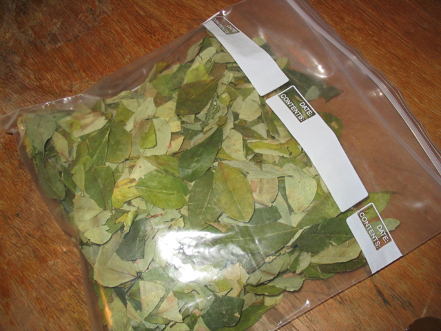 Buy Coca Leaves Online Canada