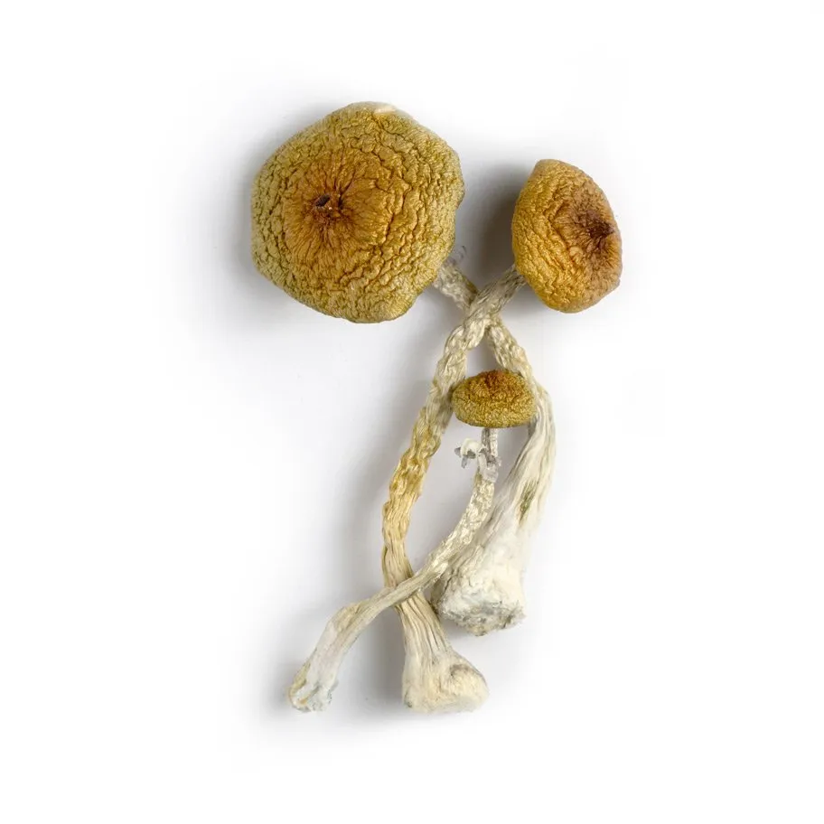 Uncovering Psilocybin: A Handbook to Cautiously Acquiring Organic Magic Mushrooms Online in Warman