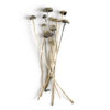 Panaeolus Cyanescens Magic Mushrooms