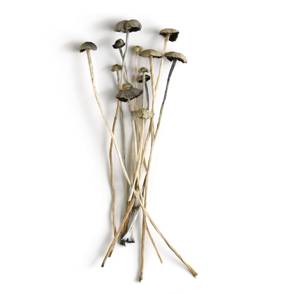 Learning about Psilocybin: A Guide to Responsibly Obtaining Organic Magic Mushrooms Online in Truro