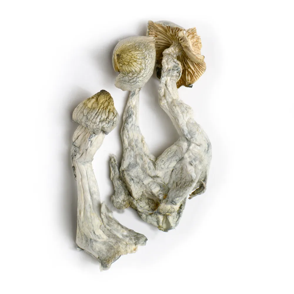 Psychedelics in Medicine: Can Magic Mushrooms, LSD, and Ecstasy Offer New Hope to Those Struggles with Mental Health Conditions?