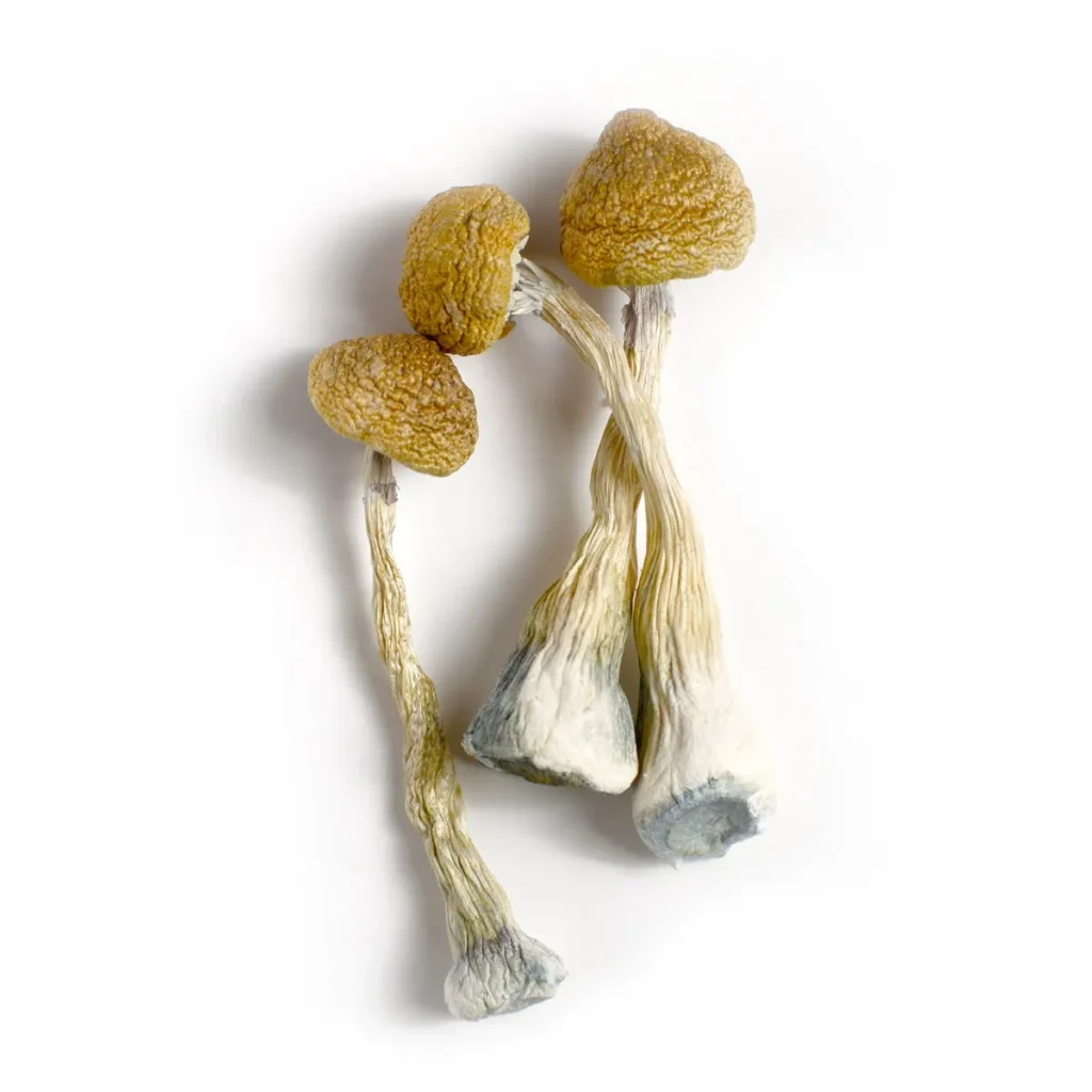 Discovering Psilocybin: A Manual to Responsibly Purchasing Organic Magic Mushrooms Online in Merritt
