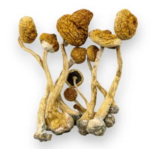 Uncovering Psilocybin: A Guide to Responsibly Acquiring Organic Magic Mushrooms Online in North Perth